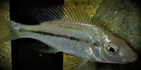 Dimidiochromis strigatus female